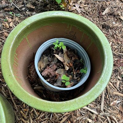 Five Glazed Plant Pots (FY-MG)