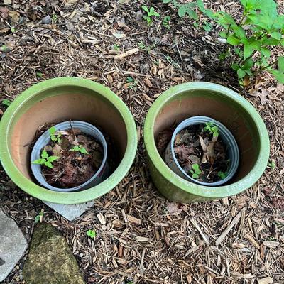 Five Glazed Plant Pots (FY-MG)