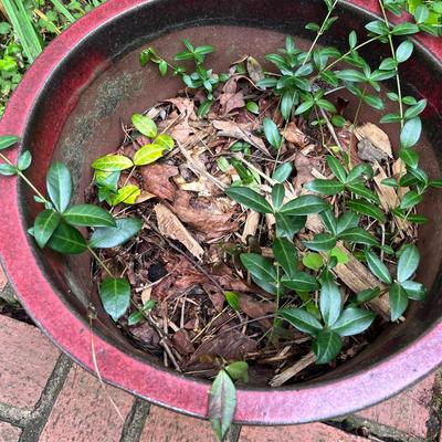 Five Glazed Plant Pots (FY-MG)