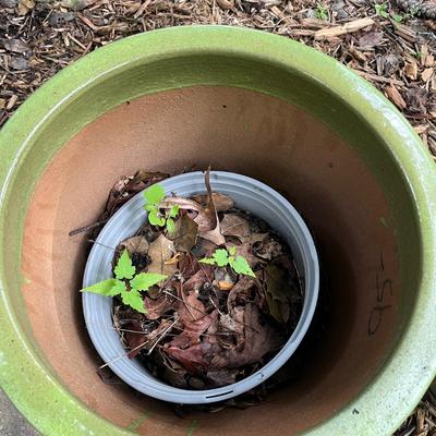 Five Glazed Plant Pots (FY-MG)