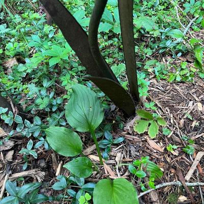 Four Metal Coneflowers Yard Art & Hummingbird Feeder (FY-MG)
