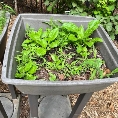 Pair of Tall Plastic Plant Containers (BY-MG)