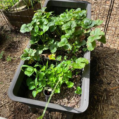 Two Large Basket Style Planters (BY-MG)