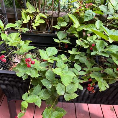 Two Large Basket Style Planters (BY-MG)