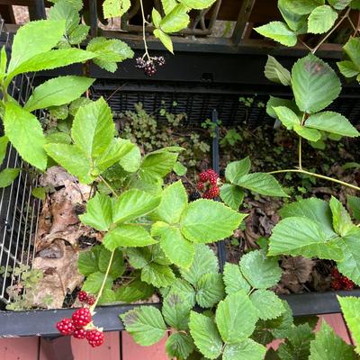 Two Large Basket Style Planters (BY-MG)