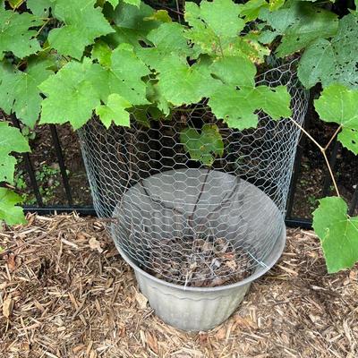 15 Plastic Plant Pots (BY-RG)