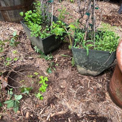 15 Plastic Plant Pots (BY-RG)