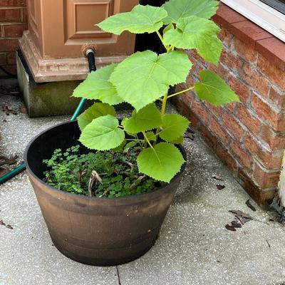 15 Plastic Plant Pots (BY-RG)