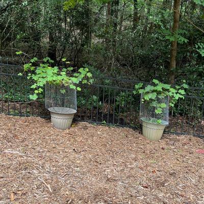 15 Plastic Plant Pots (BY-RG)
