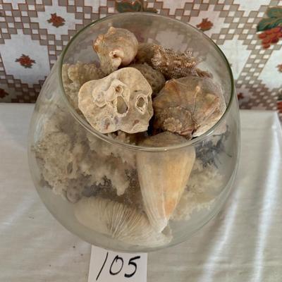 Sea Shells