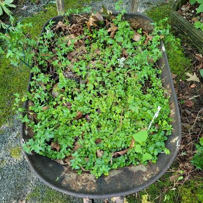 Decorative Wheel Barrow Planter (SY-EL)