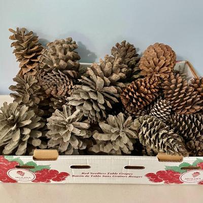 Mixed lot of big natural pinecones