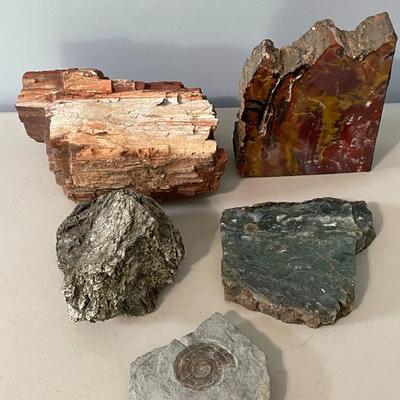 Ammonite, petrified wood & rock 5pc lot