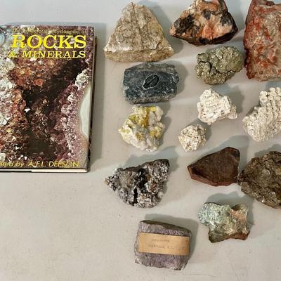 Mixed lot of rocks, fossilized shells & minerals + rock collecting book
