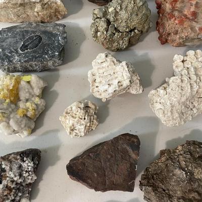 Mixed lot of rocks, fossilized shells & minerals + rock collecting book