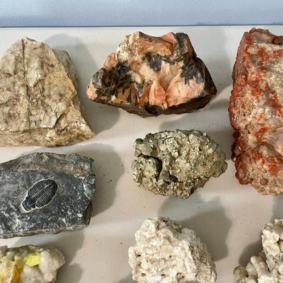 Mixed lot of rocks, fossilized shells & minerals + rock collecting book