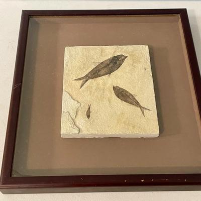Framed slab of 3 ancient fish fossils