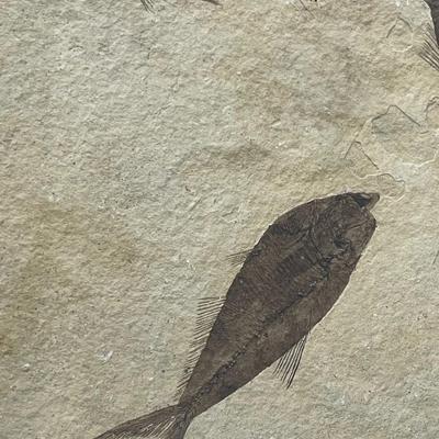 Framed slab of 3 ancient fish fossils