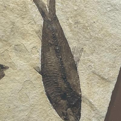 Framed slab of 3 ancient fish fossils