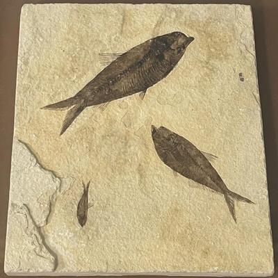 Framed slab of 3 ancient fish fossils