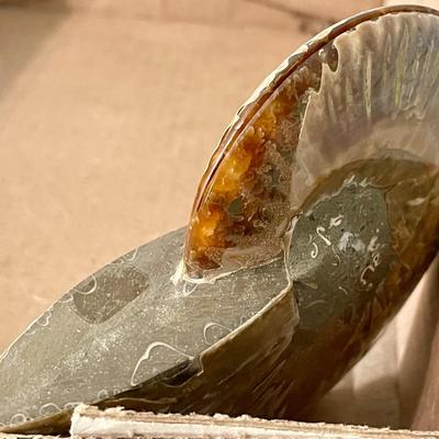 Ammonite fossil pair