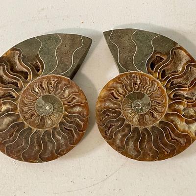 Ammonite fossil pair