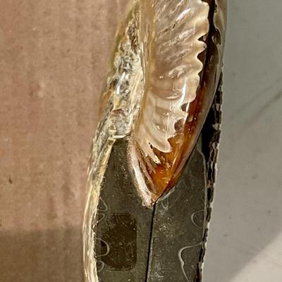 Ammonite fossil pair