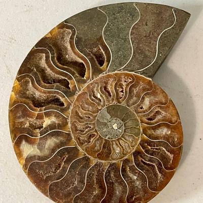 Ammonite fossil pair