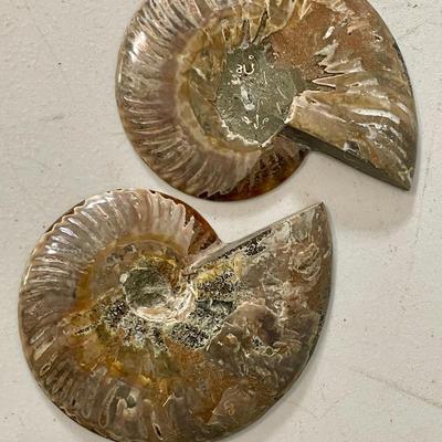 Ammonite fossil pair