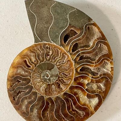 Ammonite fossil pair