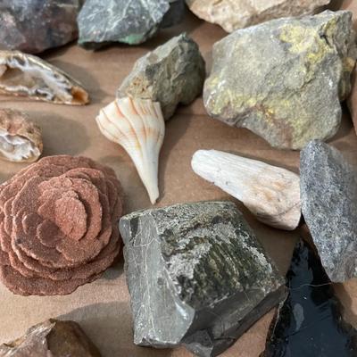 Mixed lot of seashells, driftwood, shell fossils, rocks & minerals