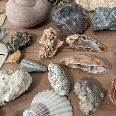 Mixed lot of seashells, driftwood, shell fossils, rocks & minerals