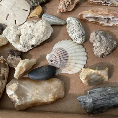 Mixed lot of seashells, driftwood, shell fossils, rocks & minerals