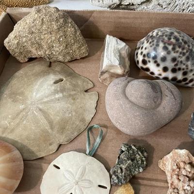 Mixed lot of seashells, driftwood, shell fossils, rocks & minerals