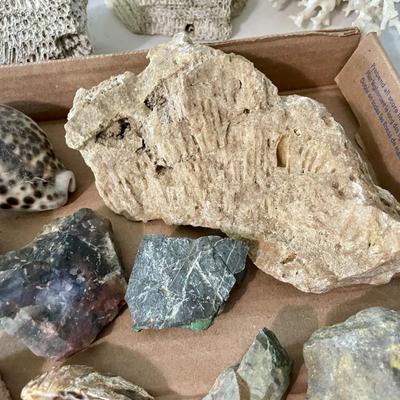 Mixed lot of seashells, driftwood, shell fossils, rocks & minerals