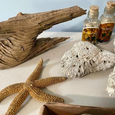 Mixed lot of seashells, driftwood, shell fossils, rocks & minerals