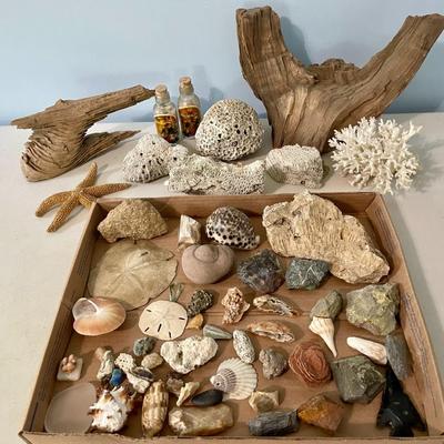 Mixed lot of seashells, driftwood, shell fossils, rocks & minerals