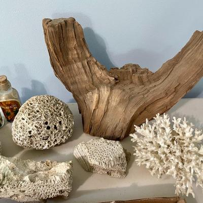Mixed lot of seashells, driftwood, shell fossils, rocks & minerals