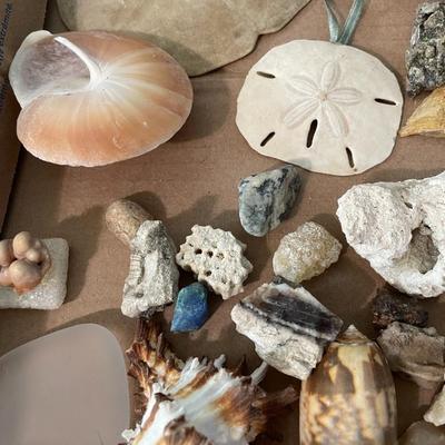 Mixed lot of seashells, driftwood, shell fossils, rocks & minerals