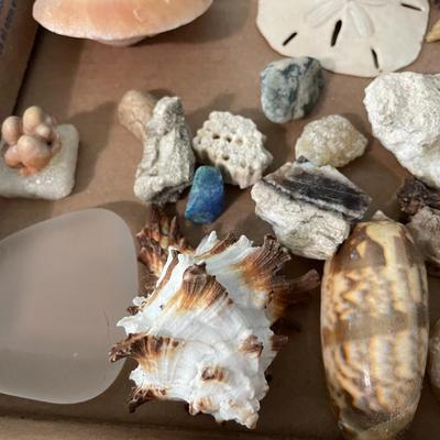 Mixed lot of seashells, driftwood, shell fossils, rocks & minerals