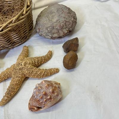 Lot 670 Basket of shells