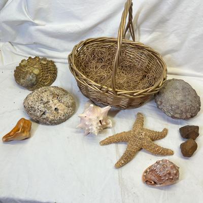 Lot 670 Basket of shells