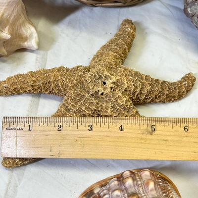 Lot 670 Basket of shells