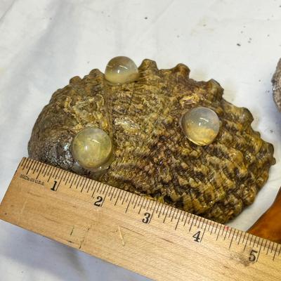 Lot 670 Basket of shells