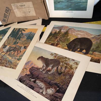 Vintage Outdoor Life Picture Set