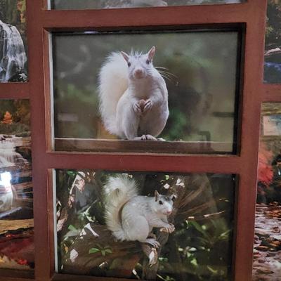 White Squirrels & Waterfalls Photographs (LR-JS)