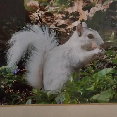 White Squirrels & Waterfalls Photographs (LR-JS)
