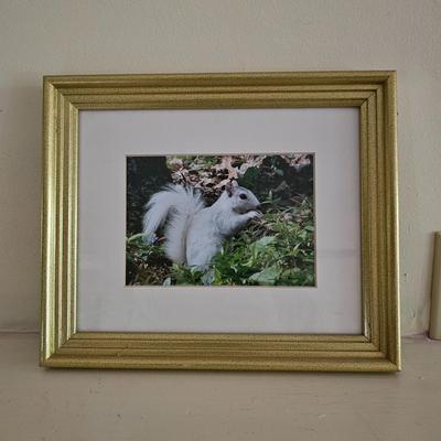 White Squirrels & Waterfalls Photographs (LR-JS)