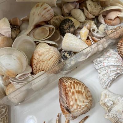 Sale Photo Thumbnail #148: Assorted Sea Shells