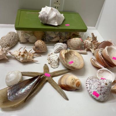Sale Photo Thumbnail #146: Assorted Sea Shells